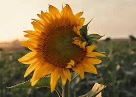 A stunning sunflower captured during sunset, showcasing nature's beauty and tranquility.
